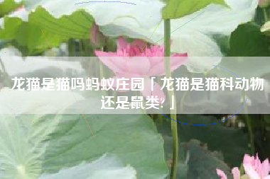 龙猫是猫吗蚂蚁庄园「龙猫是猫科动物还是鼠类?」
