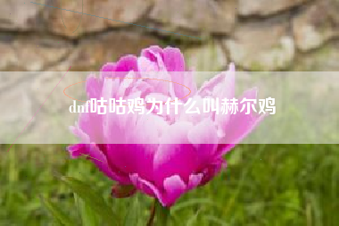 dnf咕咕鸡为什么叫赫尔鸡