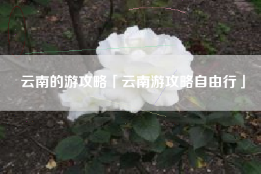 云南的游攻略「云南游攻略自由行」