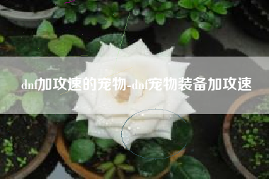 dnf加攻速的宠物-dnf宠物装备加攻速