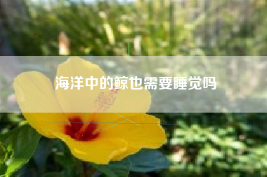 海洋中的鲸也需要睡觉吗
