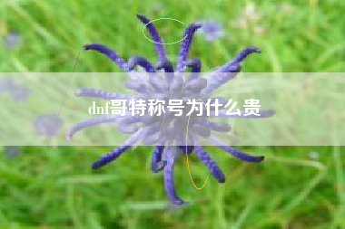 dnf哥特称号为什么贵