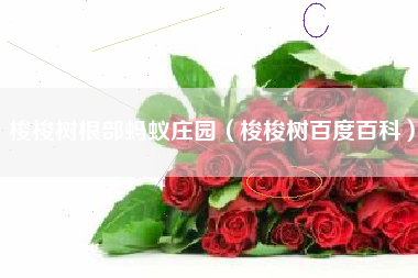 梭梭树根部蚂蚁庄园（梭梭树百度百科）