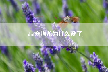 dnf宠物龙为什么没了