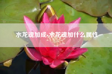 水龙魂加成-水龙魂加什么属性