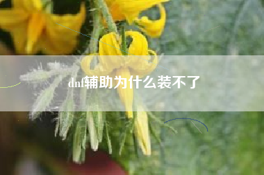 dnf辅助为什么装不了