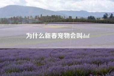 为什么新春宠物会叫dnf