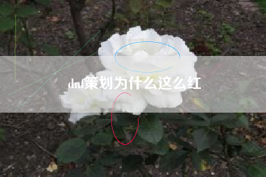 dnf策划为什么这么红