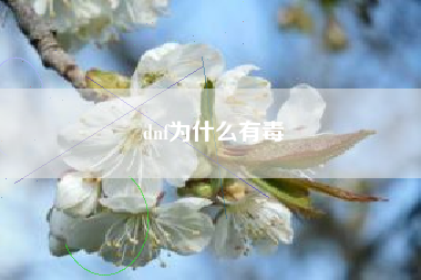 dnf为什么有毒