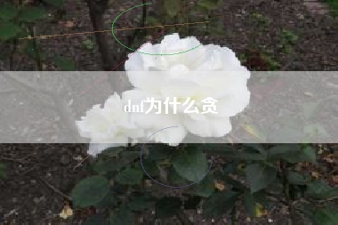 dnf为什么贪