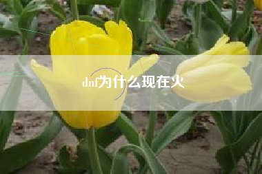 dnf为什么现在火