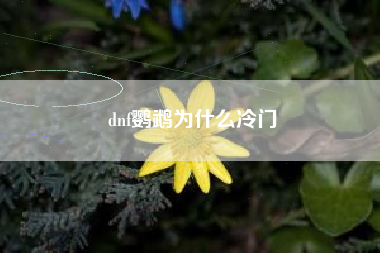 dnf鹦鹉为什么冷门