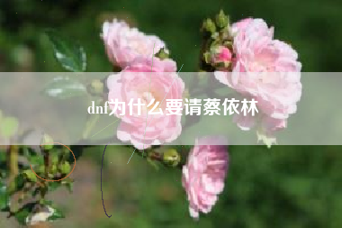 dnf为什么要请蔡依林