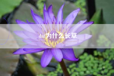 dnf为什么长草