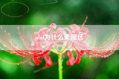 dnf为什么美图选