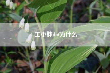 王小妹dnf为什么