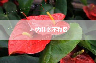 dnf为什么不和区