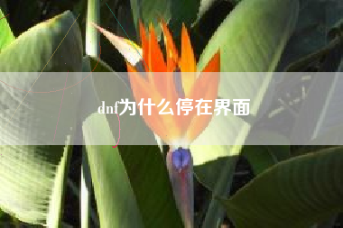 dnf为什么停在界面
