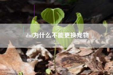 dnf为什么不能更换宠物