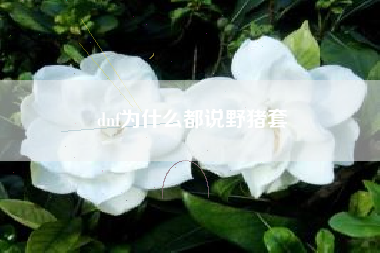 dnf为什么都说野猪套