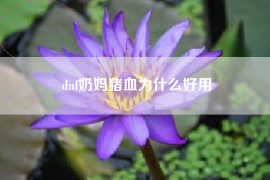 dnf奶妈猪血为什么好用