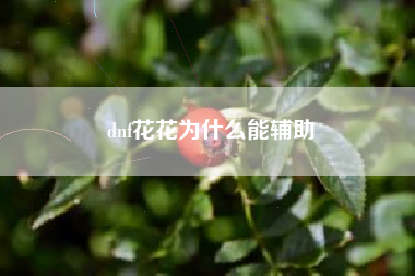 dnf花花为什么能辅助