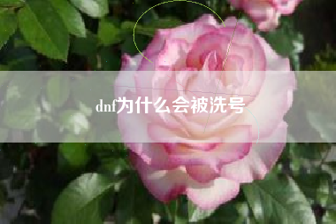 dnf为什么会被洗号